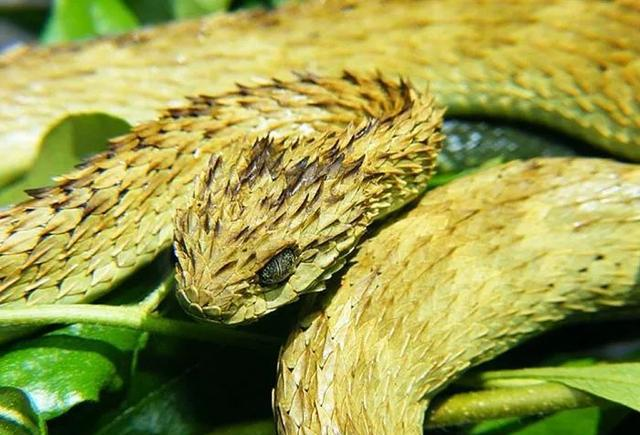 ?一些关于多刺灌木蝰蛇介绍，帮助我们更好的了解多刺灌木蝰蛇