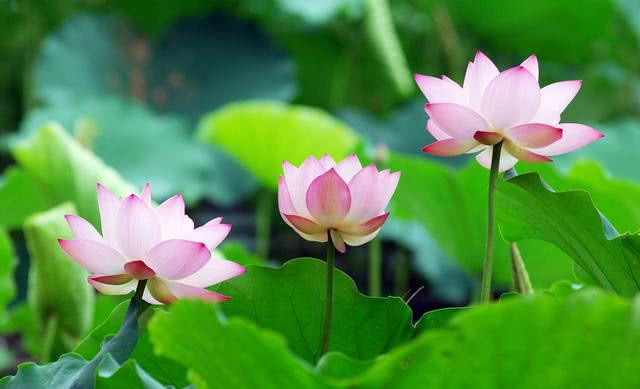 那年的星座 进入11月，天赐鸿运，求财顺利，贵人助力，熬到头了的属相