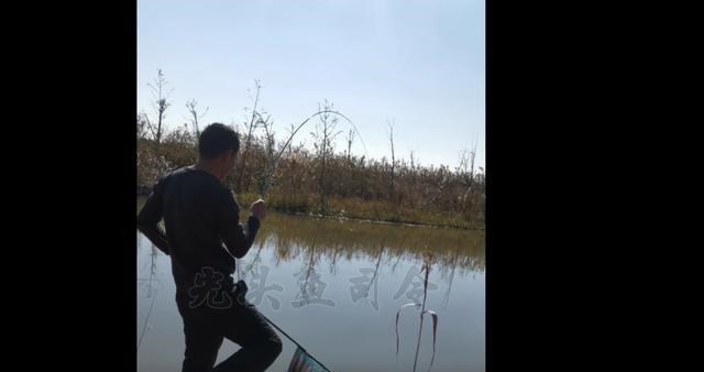 饵料|今天钓深水无鱼吃钩，浅水钓条鲤鱼，为什么？