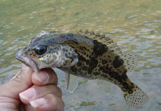 |想钓好鳜鱼,这种民间钓法简单又好用