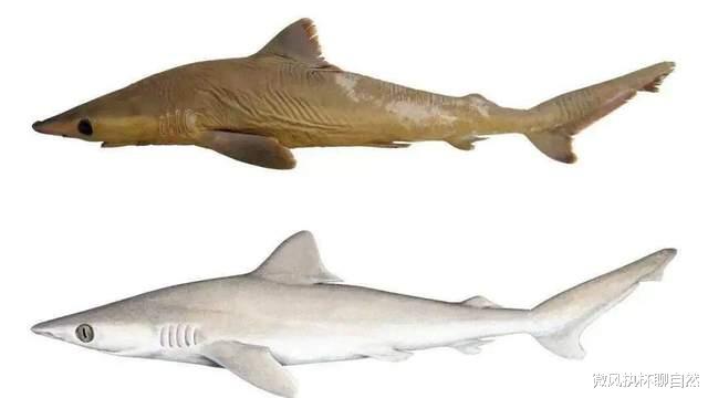 野生动物 2020到2021年度已灭绝的十种动物，七绝真鲨从发现到灭绝不到一年