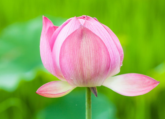 星临天下 11月份开始，吉星照耀，4属相咸鱼翻身，事业步步高升