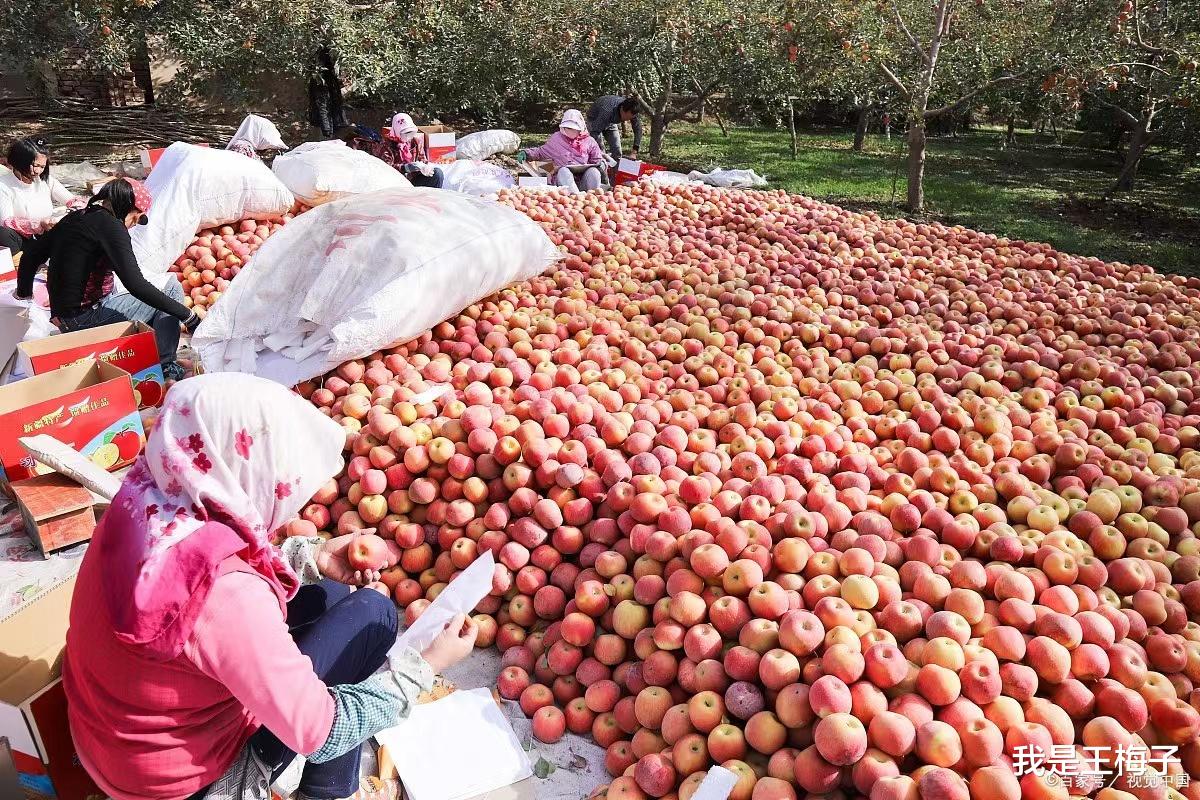 苹果|天冷了，碰到这种水果别手软，买30斤囤起来，能放到过春节