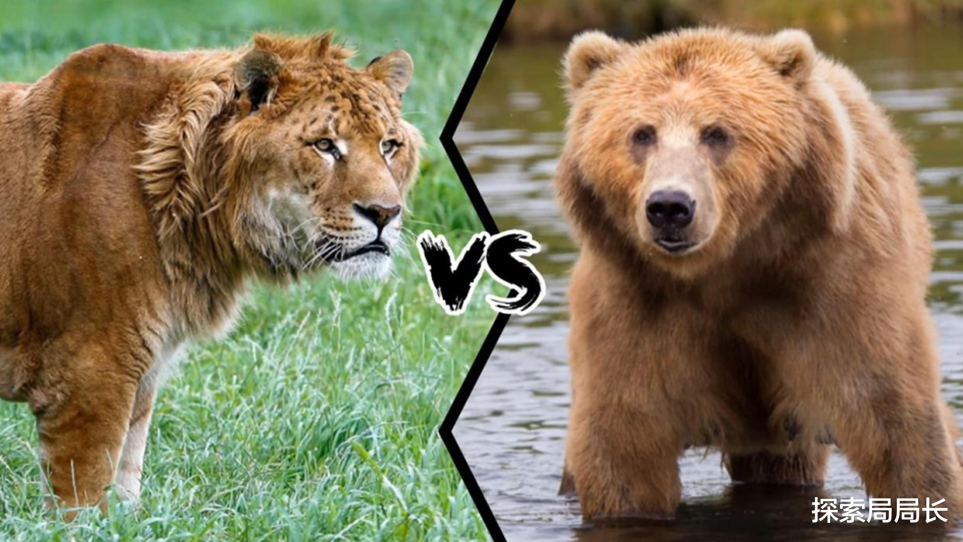 圆周率 狮虎兽vs科迪亚克棕熊，谁才是真正的王者？