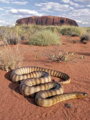 舜网 世界上的蛇之最，世界上最大的蛇长这样