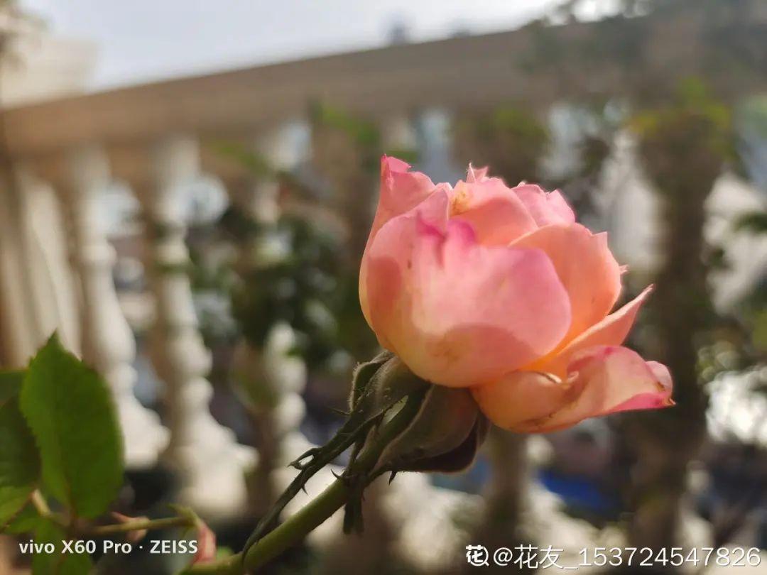 甲醛|新房装修完,养盆“天然净化器”,净化空气身体棒