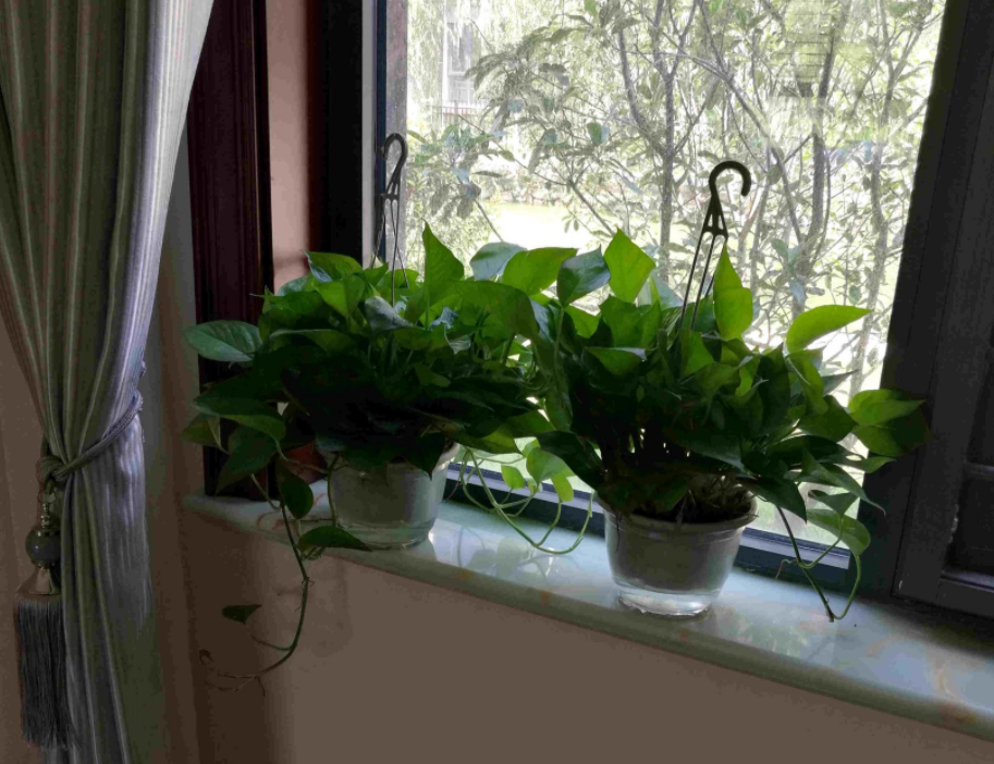 新房子甲醛重，怎能少了它！搁屋里，多摆几盆，2个月就能入住