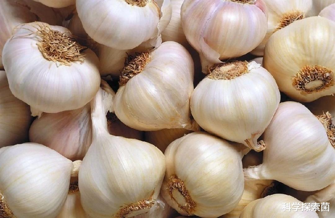 为什么大蒜在超市里不发芽，买回家却会发芽？大蒜应该怎样保存？