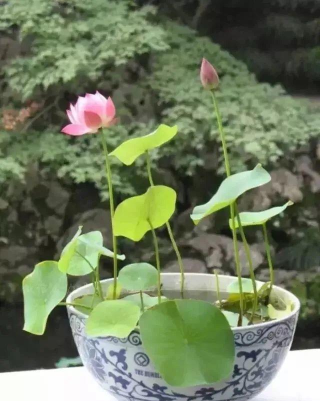 种上阳台|养碗莲,“水深”不能淹没浮叶,“水清”还需在盆中添加一物!