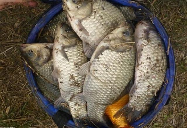 |钓鱼打窝的4个法则，水浅水深大不同，把握好了自然渔获多多