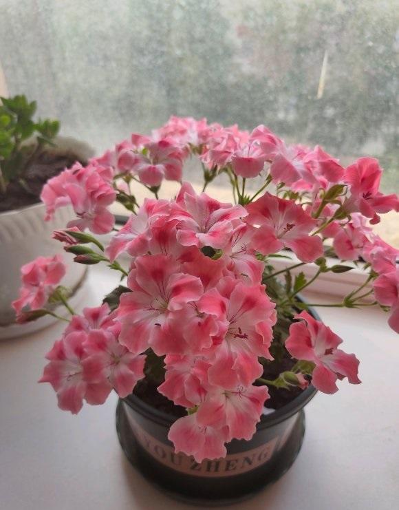 向阳园艺 ?买回家的天竺葵，为啥不开花？给它剃剃头，追肥，很快就爆开