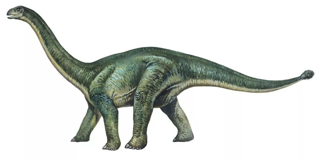 爱因斯坦|蜥脚类恐龙,最大的恐龙