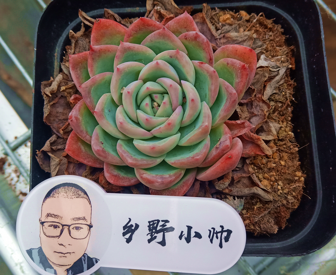 乡野小帅 阳台养多肉，怎样才能让肉肉状态更出彩，小帅来支招