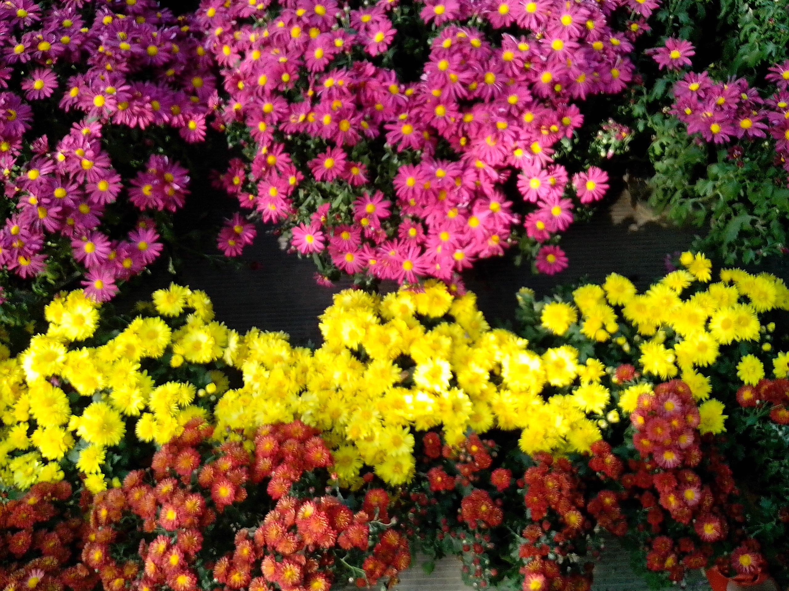 孬蛋儿终于有了自己的小家