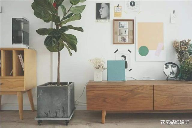 这6种花适合养在室内,装饰家居能起到很好的效果,新手也能养活