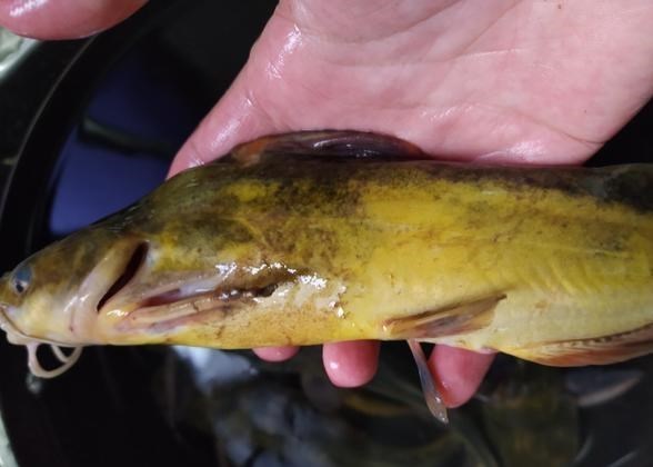 江苏省|云南一钓鱼人钓获“罕见”黄辣丁，一条一斤多，网友：“成精了”