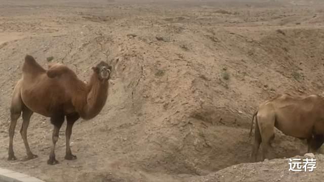 车祸 于月仙车祸现场:骆驼内脏撒了一地!涉事车顶整个被掀开!