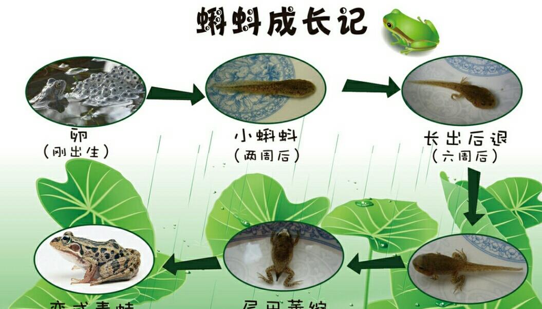 蟾蜍|青蛙、牛蛙、蛤蟆这三种动物到底如何区分？