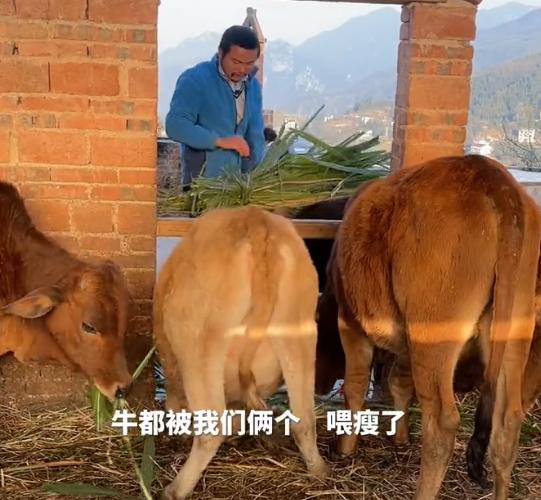 |牛爱芳被曝换基地拍摄，小春花怀孕8个月干重活，挑担子健步如飞