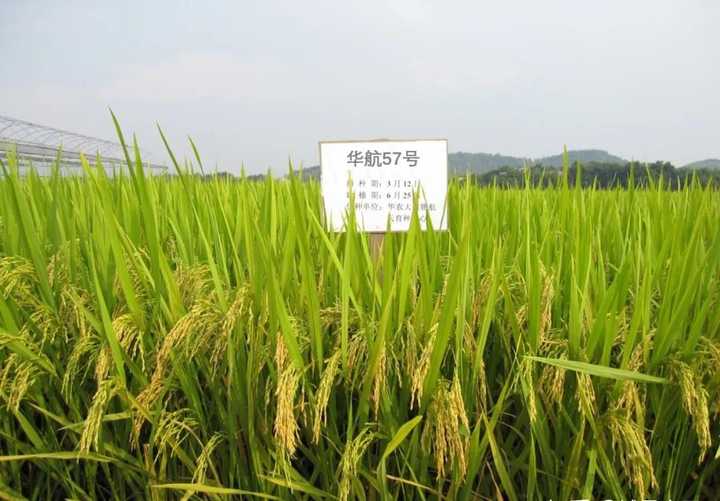 海绵宝宝 杂交水稻大战“太空水稻”！太空培育的水稻，产量会不会更高？