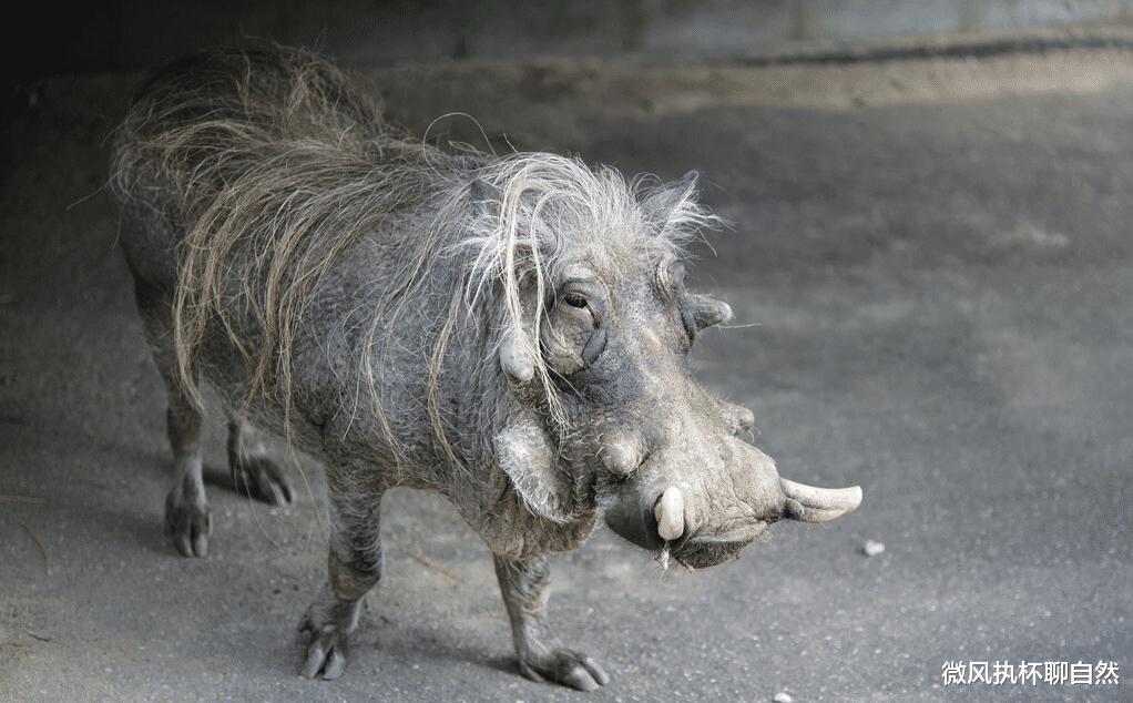 犀牛 全球近一半大型食草动物濒临灭绝，犀牛不容乐观，大象、河马在列