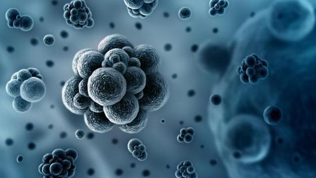  苍蝇在地球上到底有什么用？如果被人为灭绝会有什么严重后果吗？