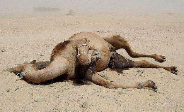 舜网 涨知识：为什么在沙漠中渴死的骆驼是不能碰的？