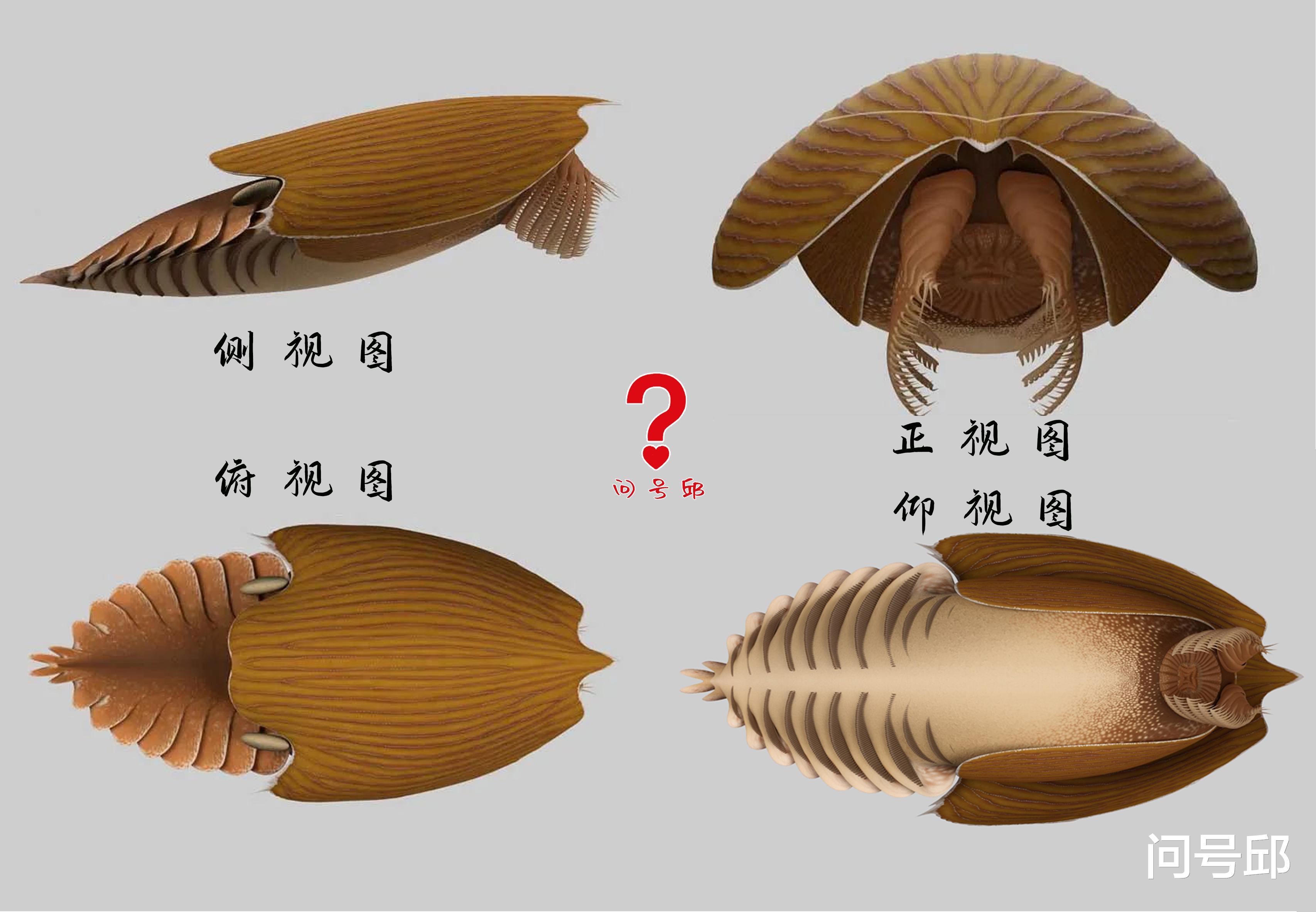  戴头盔的寒武纪生物，捕食时像吸尘机器人一样横扫猎物吸进嘴里