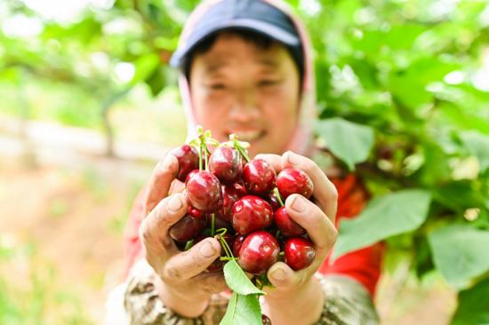 螳螂观察 返乡的果二代与触网的樱桃产业