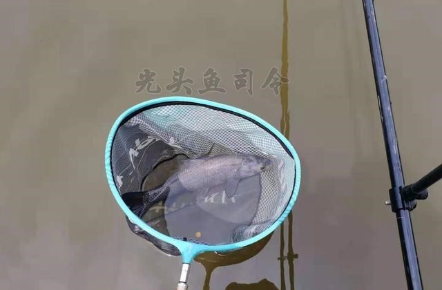 池塘|拆迁塘钓鱼，小鱼闹窝严重玉米都啃，想不到来个惊喜！