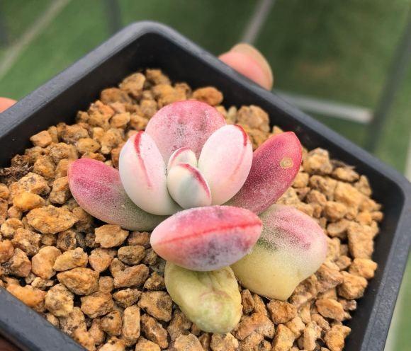 说说家装那点事儿|多肉如何浇水?分2种情况,学会正确浇水,有效避免多肉烂根