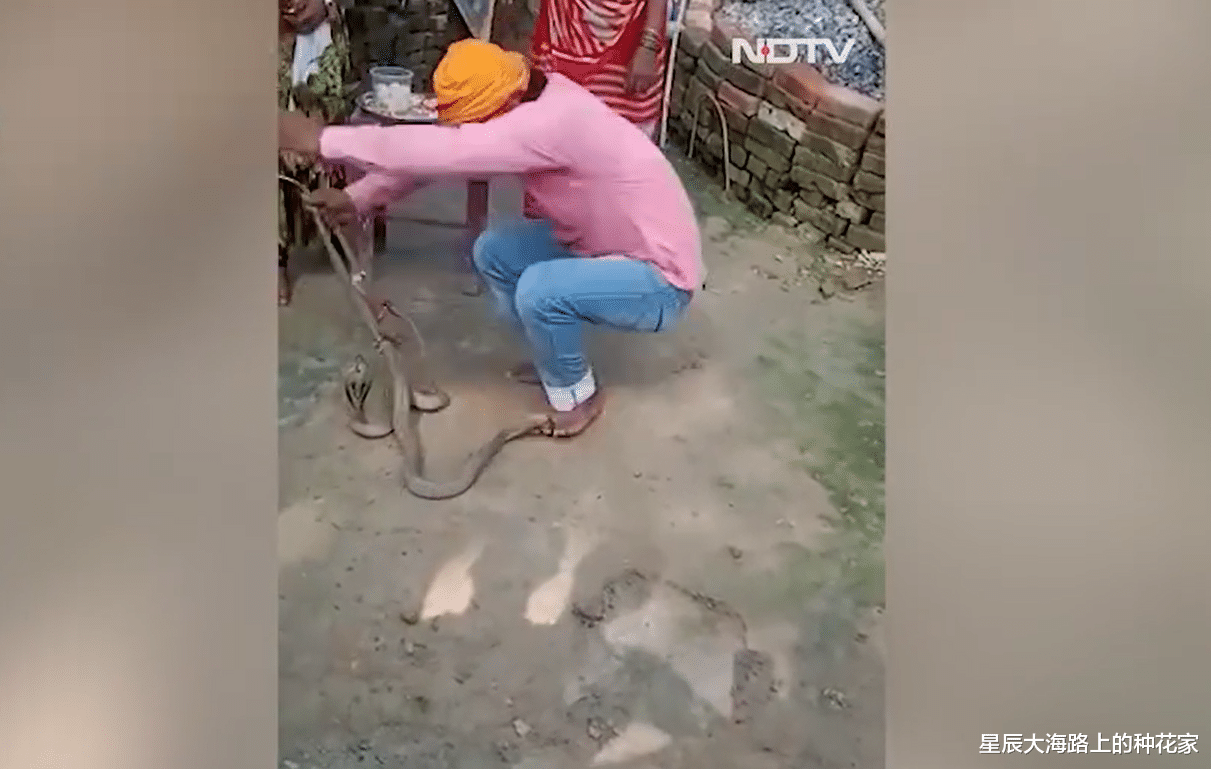 印度 把两条毒蛇尾巴打结：暴怒毒蛇转身咬住脚指头！印度男子不幸殒命