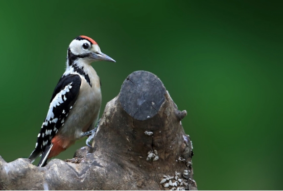  啄木鸟啄树是为了给树治病？我们可能被教科书骗了，它另有目的