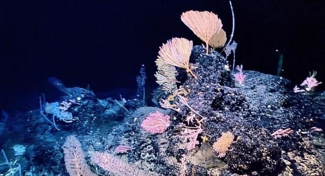 基因 马里亚纳海沟深度超过一万米，那里的温度怎么样？水还是液态吗？