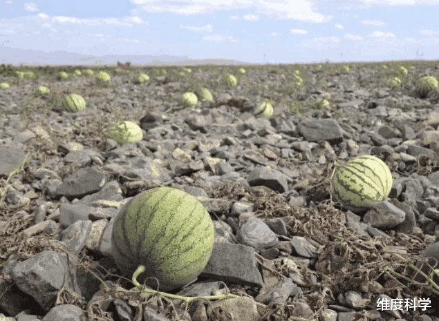 生物学 西瓜也是外来品种?古埃及图坦卡蒙墓里,都有西瓜籽的身影