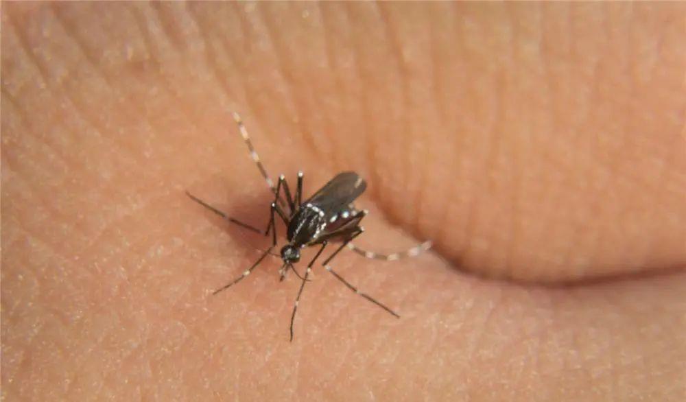 蚊子 夏天的蚊子到底是怎么来的？为什么蚊子咬一口皮肤上就会有个包？