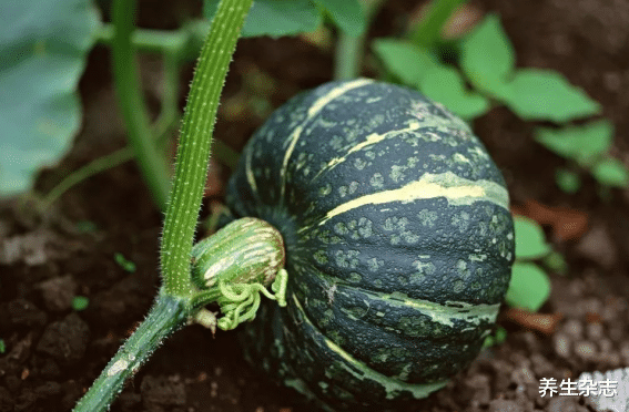 花生|血脂高不可以吃花生？医生提醒：除了花生，这3种菜也要少吃