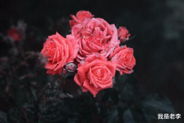 我是老李 后天开始，3大生肖好运多多，梦想成真，大吉大利，财源滚滚，生活无忧
