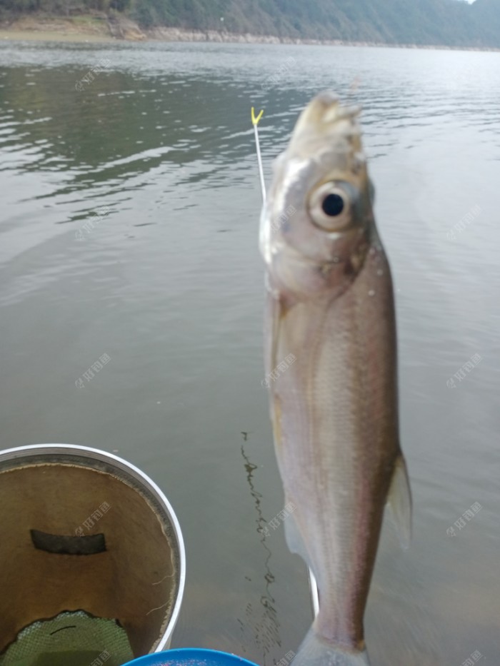 新安江|续钓新安江，找对鱼层增鱼获