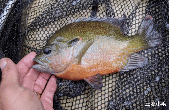 太阳鱼 太阳鱼入侵南方多地，比罗非鱼更厉害，却有致命弱点：刺少肉嫩