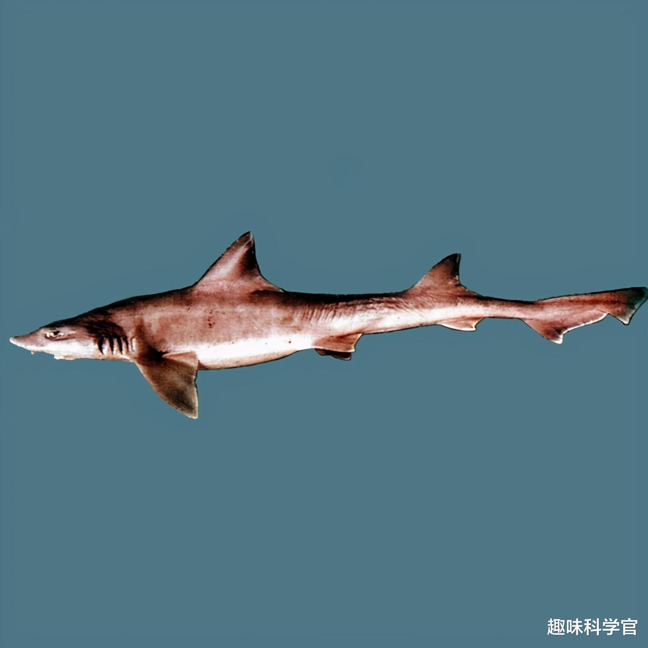 鲨鱼 两只母鲨同居10年，其中一只意外生娃，专家：鲨鱼正处于灭绝边缘