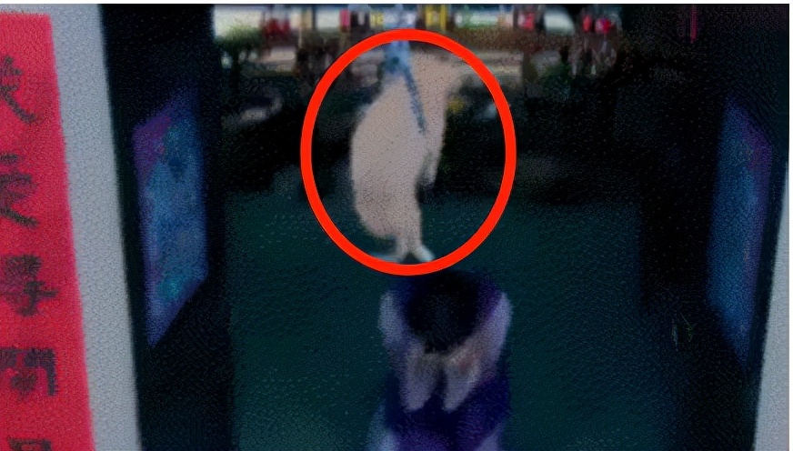 于正|于正拍戏疑5次虐杀动物！猫狗鸟均已死亡，导演乔乔怒斥：不是人