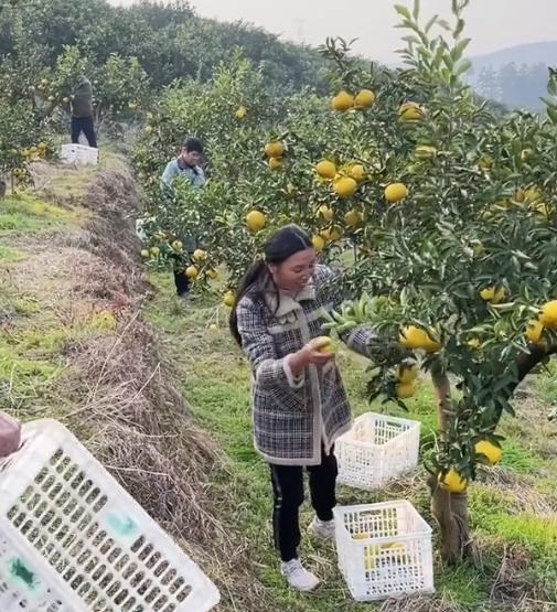 小春花助农直播再翻车,怀孕还去摘果实,发一个作品掉粉1W