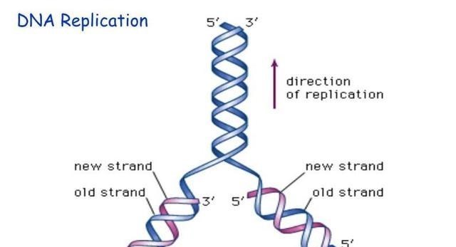 人类为何不能永生？科学家：人类都是“打工仔”