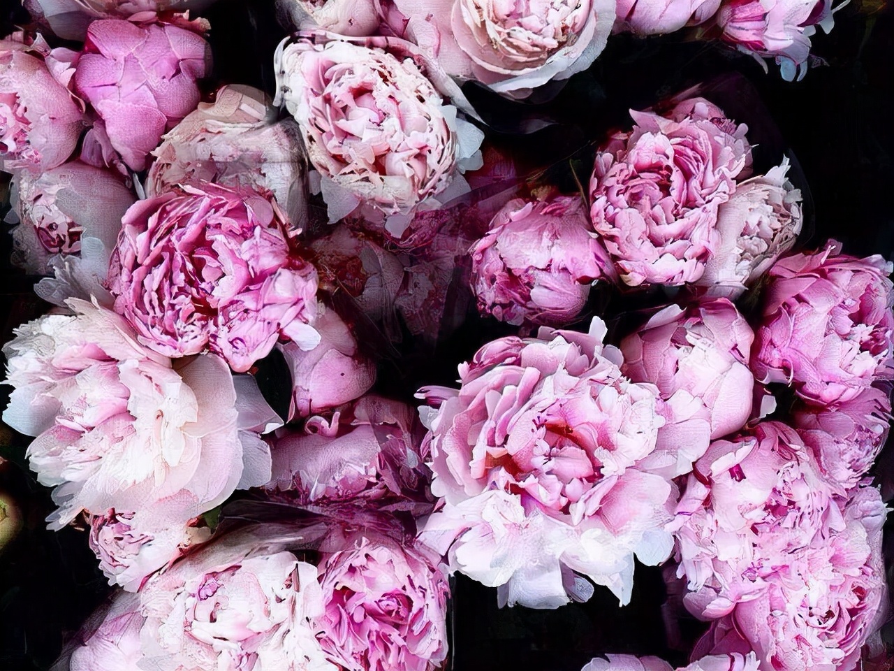 星座师安达 看似温和，实则逻辑清晰的星座，用很软的话，说着很硬的道理