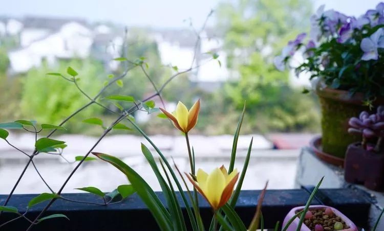 |3㎡的阳台能干嘛？这个宿舍小阳台花园或许会惊艳到你，看看吧！