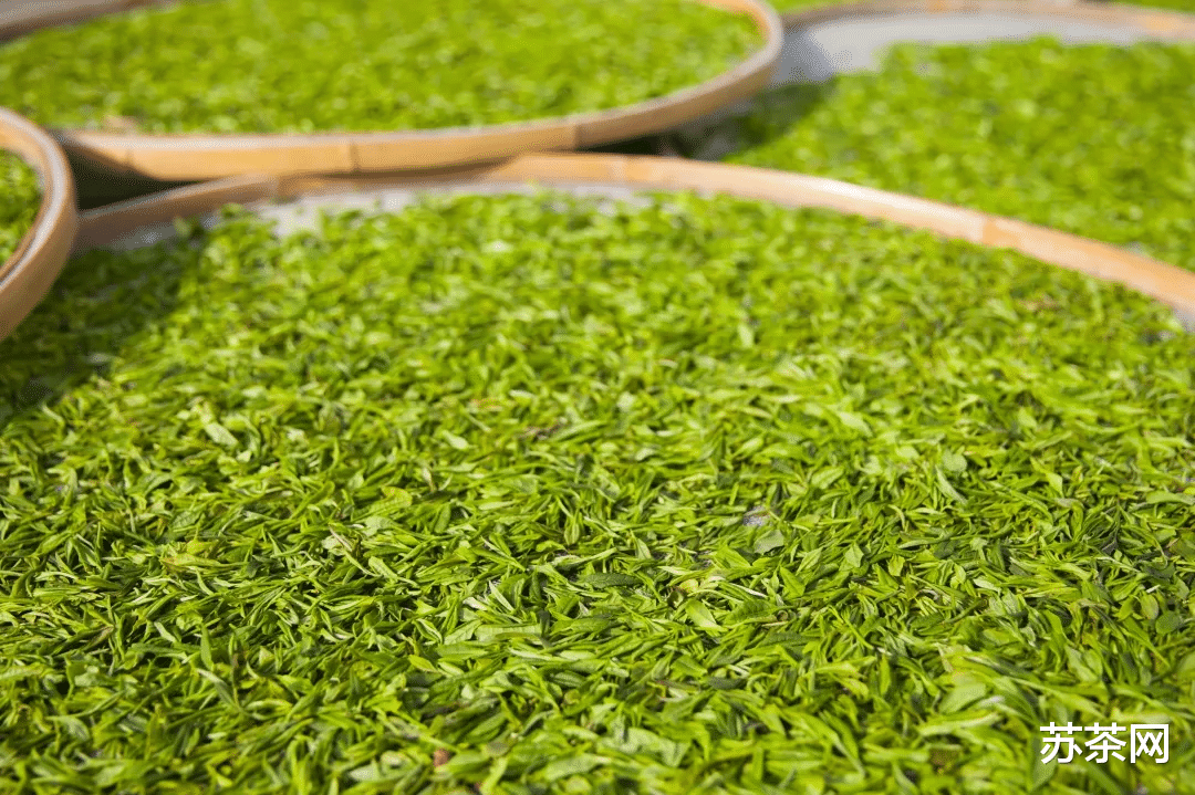 苏茶网 别急着尝鲜！喝春茶前先来了解清楚这4个概念