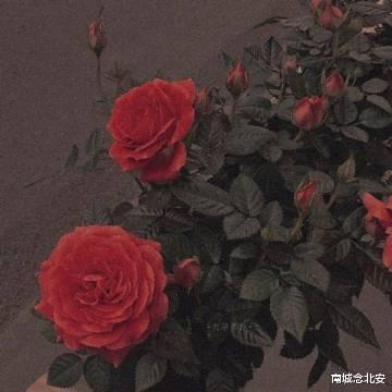 南城念北安|作为一个成年人，这四个道理，越早明白越好