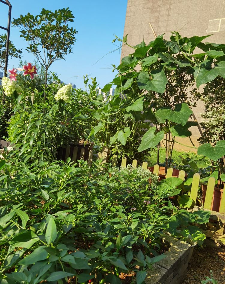 为这300㎡露台花园,毫不犹豫买了这房子,在城市屋顶过上田园生活