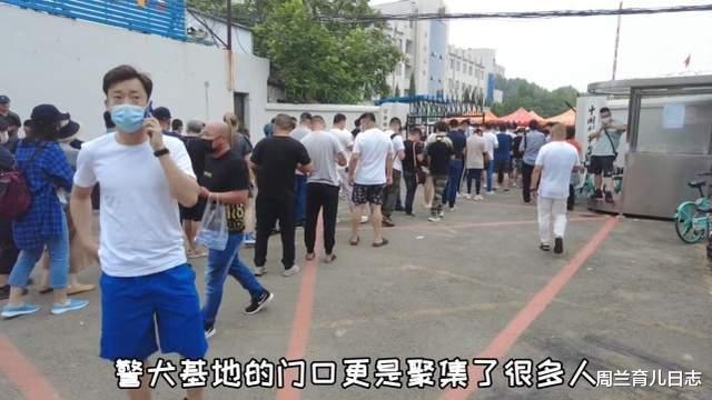 周兰育儿日志|警犬拍卖现场全是有钱人！花33万买德牧土豪：给国家做贡献！